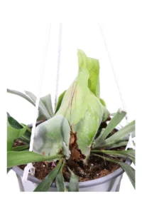 Platycerium Alcicorne v20 egarden.store online