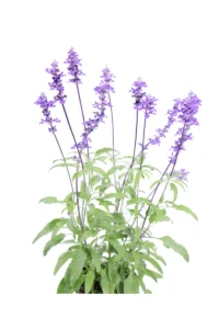 Salvia Farinacea v14 egarden.store online