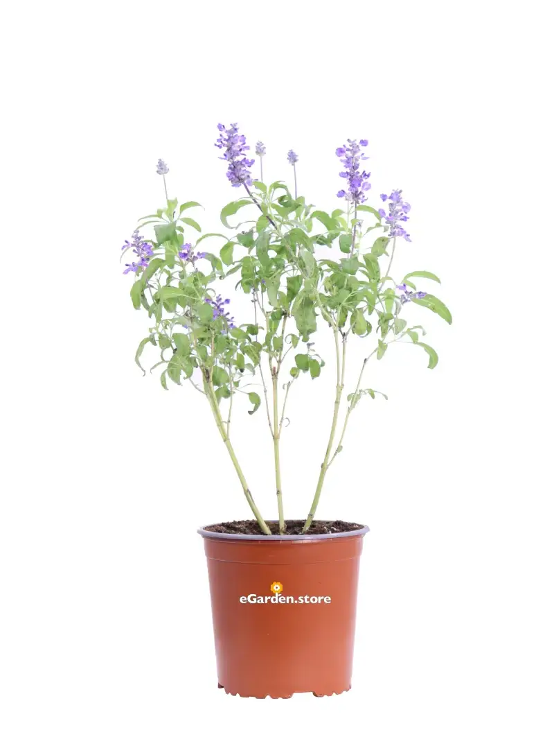 Salvia Farinacea v17 egarden.store online