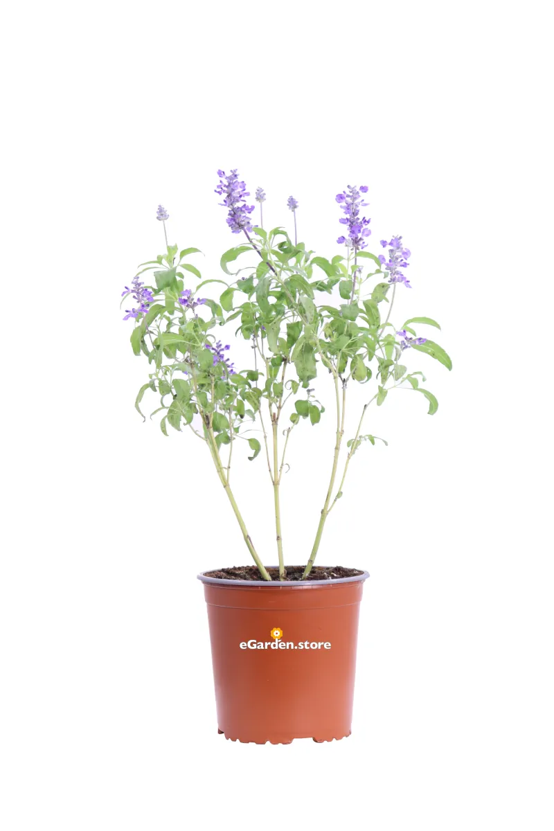 Salvia Farinacea v17 egarden.store online