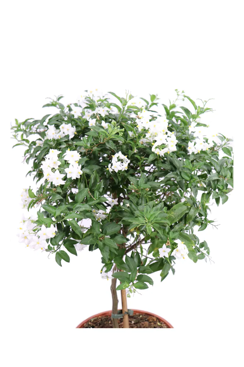 Solanum Jasminoides Alberello v24 egarden.store online
