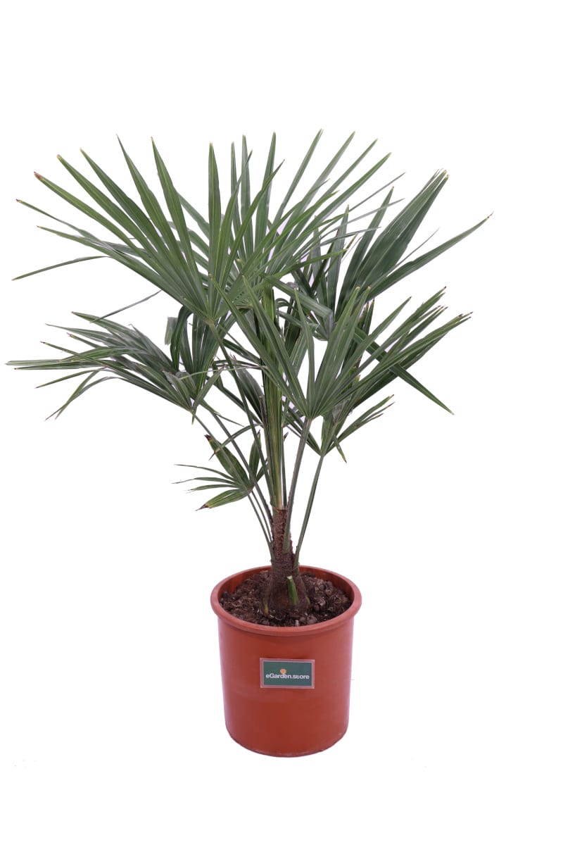Trachycarpus Fortunei v24 egarden.store online