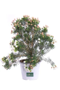 Wax Flower Bianco - Chamelaucium Uncinatum v14 egarden.store online