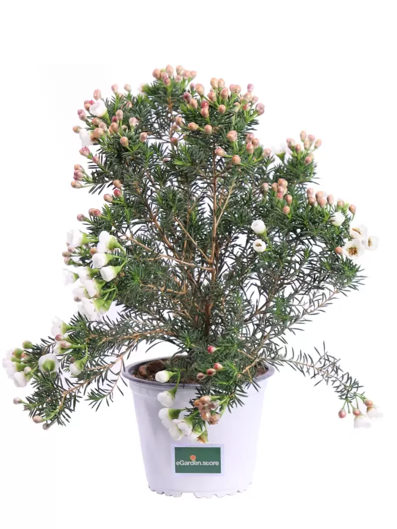 Wax Flower Bianco - Chamelaucium Uncinatum v14 egarden.store online