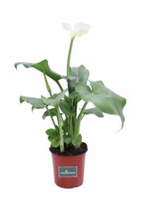 Zantedeschia Aethiopica bianca v17 egarden.store online