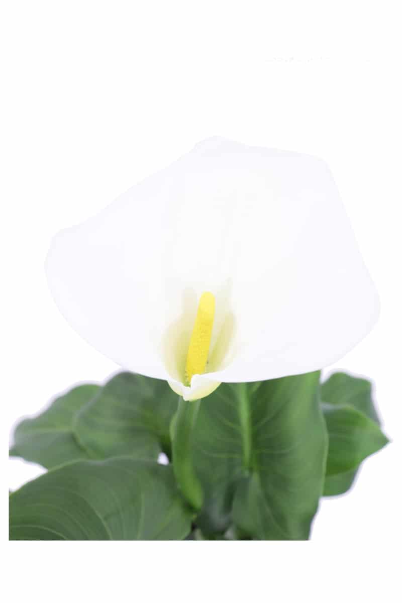 Zantedeschia Aethiopica bianca v17 egarden.store online
