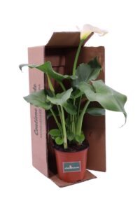 Zantedeschia Aethiopica bianca v17 egarden.store online