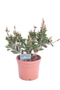callistemon bright pink online