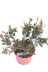 Callistemon Bright Pink