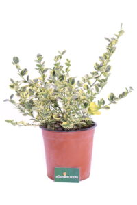 carissa variegata online