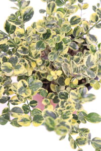 carissa variegata online