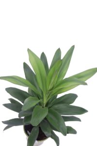 cordyline glauca online