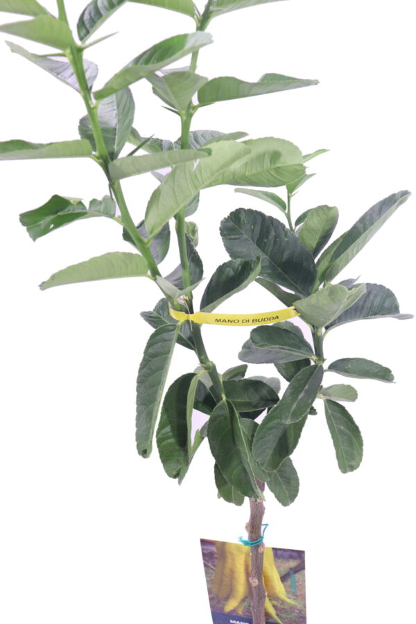 CITRUS MEDICA Var. SARCODACTYLUS (CEDRO MANO DI BUDDA - Foto 8