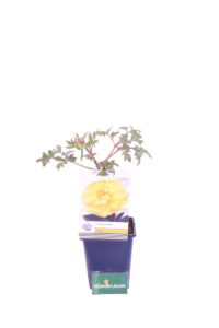 peonia gialla online