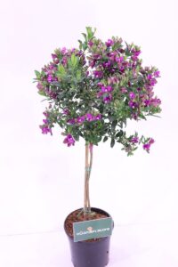 Polygala Myrtifolia Alberello