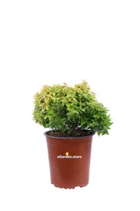 Abelia Grandiflora Kaleidospcope v.19 egarden.store online