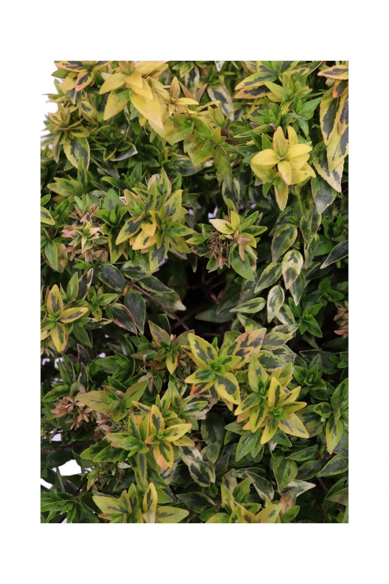 Abelia Grandiflora Kaleidospcope v24 egarden.store online