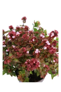 Abelia Grandiflora v14 egarden.store online