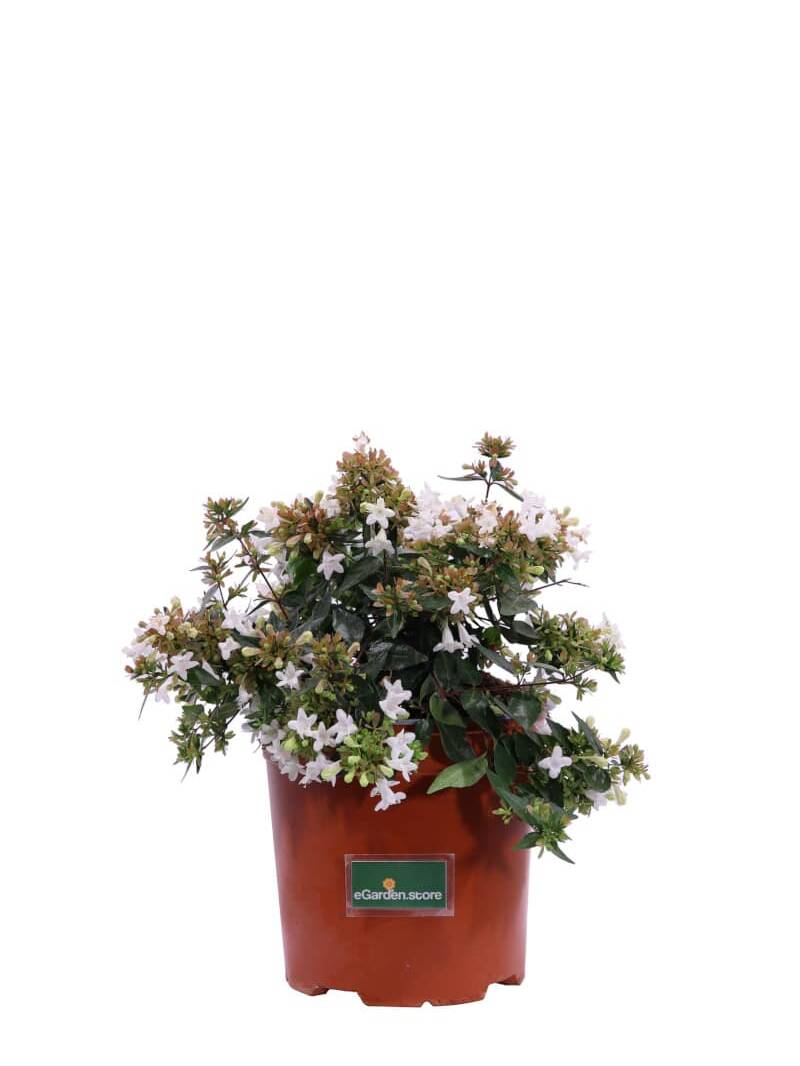 Abelia Grandiflora v17 egarden.store online