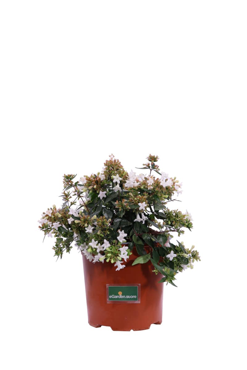 Abelia Grandiflora v17 egarden.store online