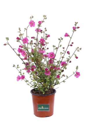 Anisodontea Capensis Rosa v17 egarden.store online