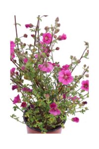 Anisodontea Capensis Rosa v17 egarden.store online
