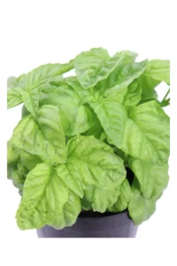 Basilico Riccio v14 egarden.store online