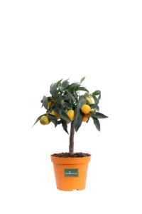 Bonsai Calamondino - Citrus X Microcarpa v12 egarden.store online