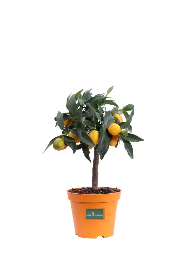 Bonsai Calamondino - Citrus X Microcarpa v12 egarden.store online