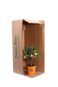 Bonsai Calamondino - Citrus X Microcarpa v12 egarden.store online