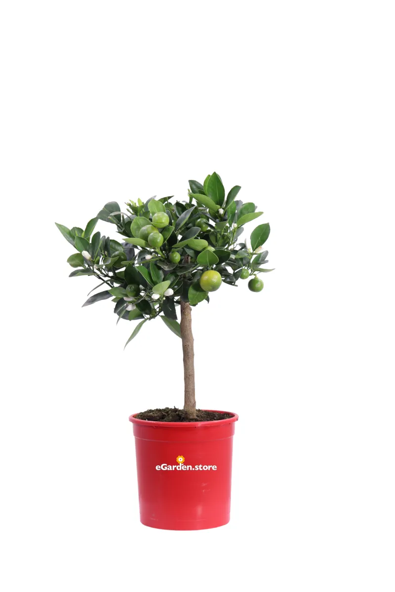 Bonsai Calamondino - Citrus X Microcarpa v15 egarden.store online