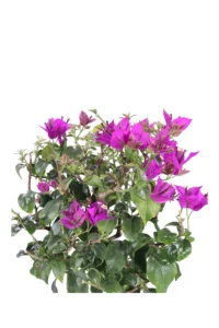 Bougainvillea Sanderiana Alberello v20 egarden.store online