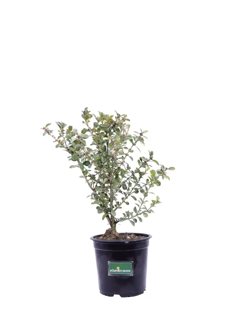 Buxus Sempervirens Rotundifolia v15 egarden.store online