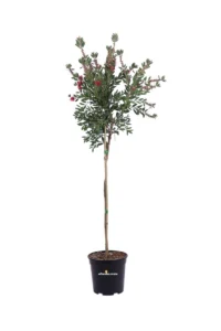 Callistemon Laevis Alberello v24 egarden.store online