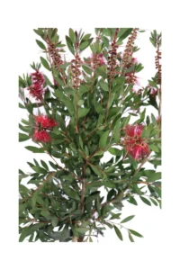 Callistemon Laevis Alberello v24 egarden.store online