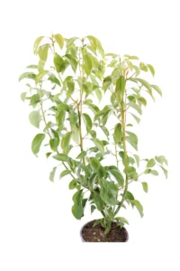 Canfora - Cinnamomum Camphora v17 egarden.store online