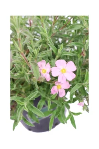 Cistus Skanbergii v24 egarden.store 2 Cistus Skanbergii v24 egarden.store online