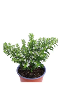 Cuphea Hyssopifolia Bianca v.14 egarden.store online