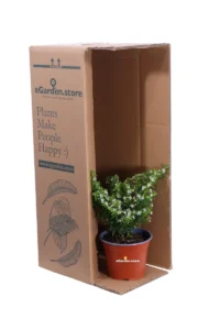 Cuphea Hyssopifolia Bianca v.14 egarden.store online