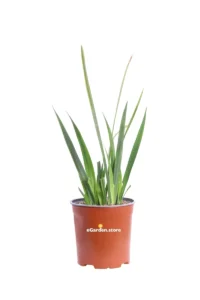 Dietes Iridioides v17 egarden.store online