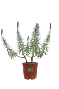 Echium Fastosum v24 egarden.store online