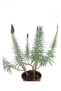 Echium Fastosum v24 egarden.store online