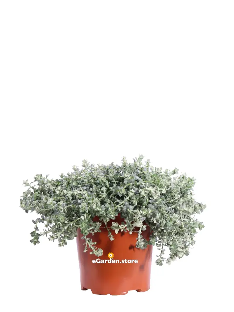 Elicriso - Helichrysum Cymosum v17 egarden.store online