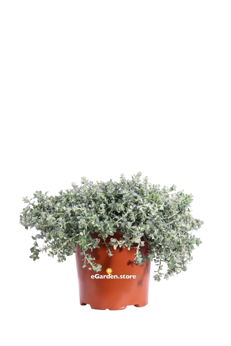 Elicriso - Helichrysum Cymosum v17 egarden.store online