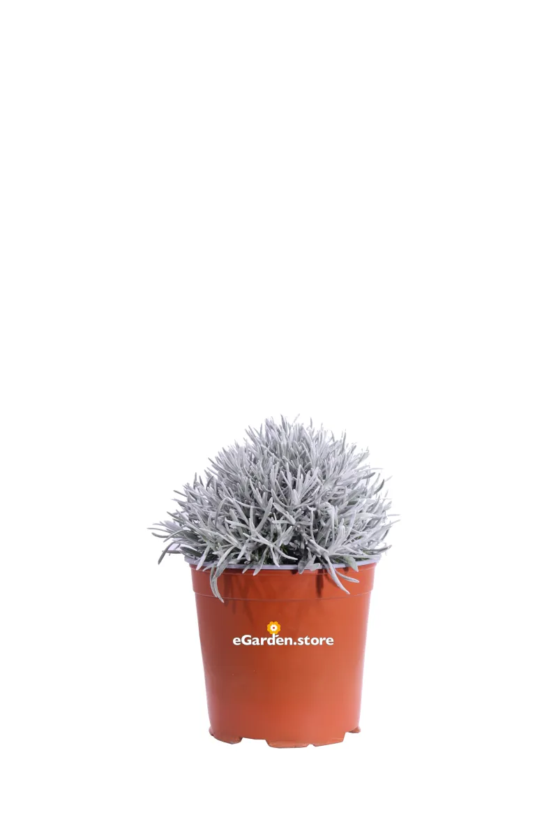 Elicriso - Helichrysum Korma v17 egarden.store online