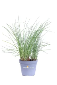 Erba Cipollina - Allium Schoenoprasum v14 egarden.store online