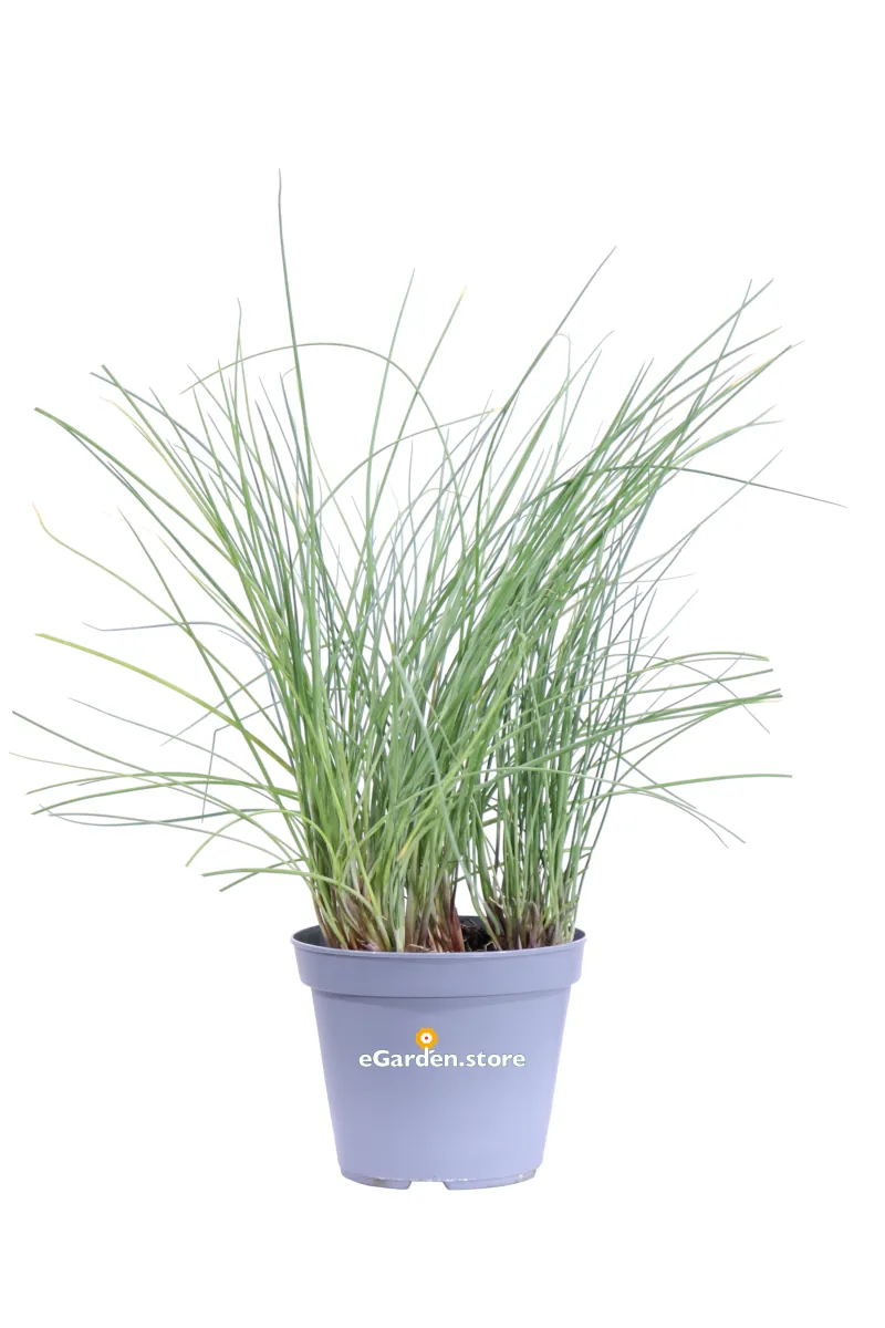 Erba Cipollina - Allium Schoenoprasum v14 egarden.store online