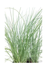 Erba Cipollina - Allium Schoenoprasum v14 egarden.store online