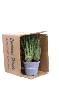 Erba Cipollina - Allium Schoenoprasum