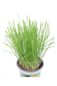 Erba Gatta - Triticum v12 egarden.store online